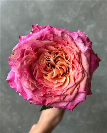 <h4>R Gr Country Aquarell</h4>