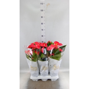 Anthurium andr. 'Casparo'
