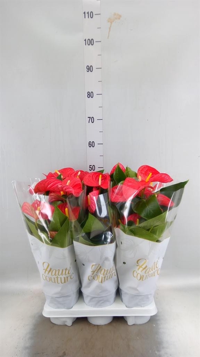 <h4>Anthurium andr. 'Casparo'</h4>