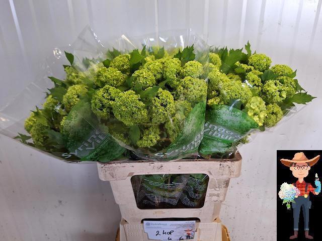 <h4>VIBURNUM ROSEUM ST</h4>