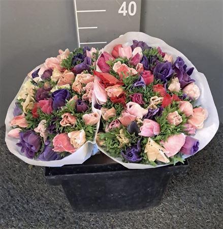 <h4>Anem Scirocco Mix Mix</h4>