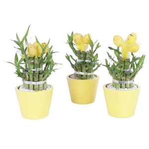 Lucky Bamboo Round 2Big in ø11cm Ceramic Karla Lemon Gloss