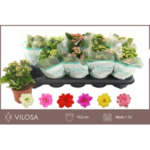KALAN CALAN MIX LE BLOOM
