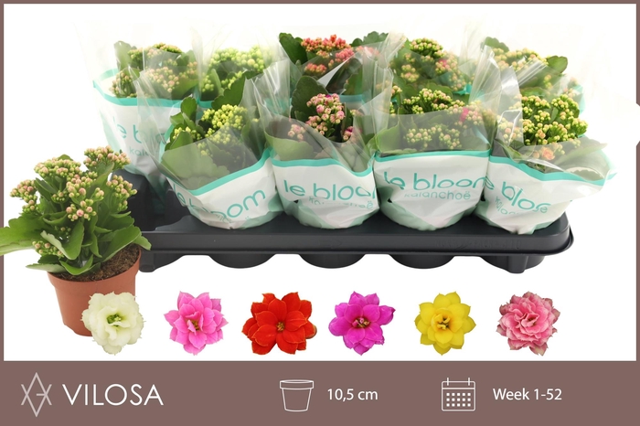 <h4>KALAN CALAN MIX LE BLOOM</h4>