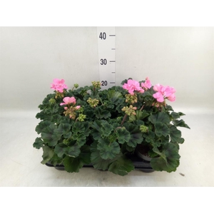 Pelargonium zona.   ...F1