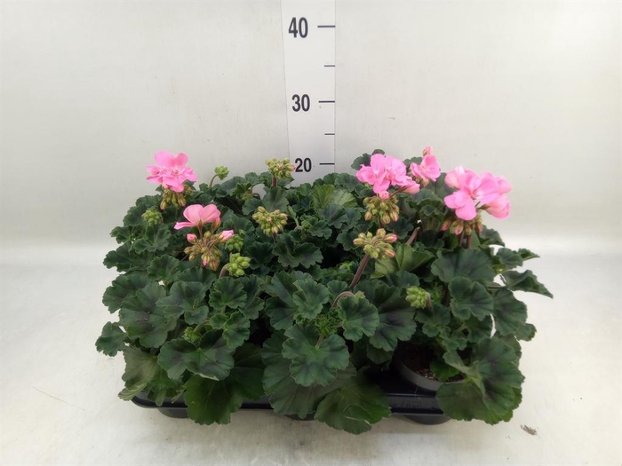 <h4>Pelargonium zona.   ...F1</h4>