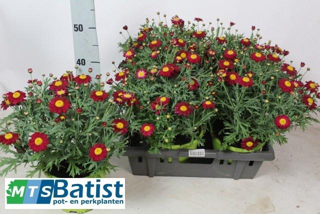 <h4>ARG TAMBOUR RED</h4>