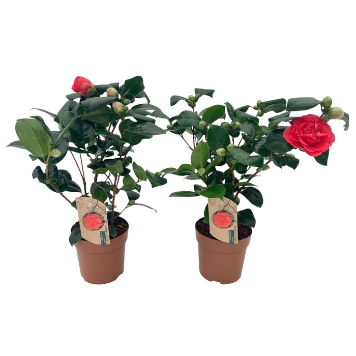 <h4>Camellia Lady Campbell 10-15 knop</h4>