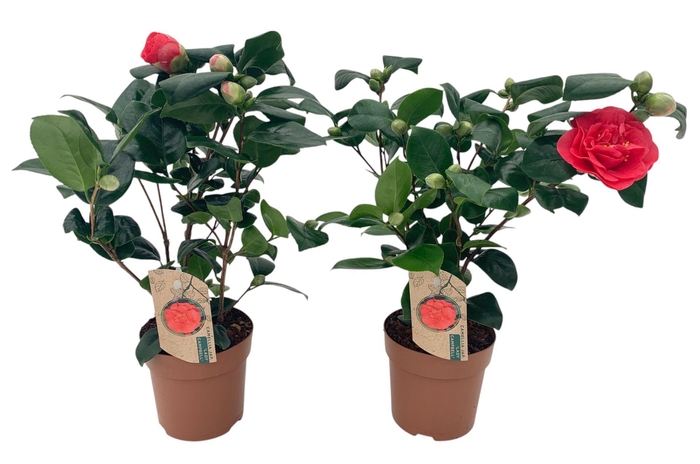 Camellia Lady Campbell 10-15 knop