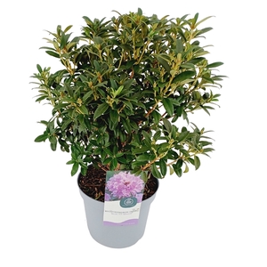 Rhododendron 30-40 /4 liter 'Blue Tit Major' dwerg