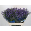 Aster Baby Parade