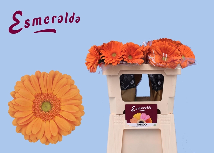 <h4>GE GR TOLEDO</h4>