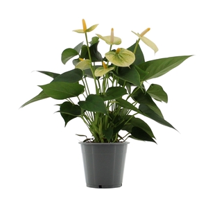 Anthurium 12 cm Vanilla in in transparant sleeve