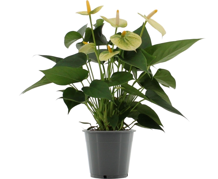 <h4>Anthurium 12 cm Vanilla in in transparant sleeve</h4>