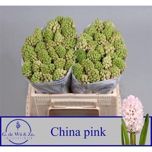 Hyac China Pink
