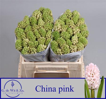 <h4>Hyac China Pink</h4>