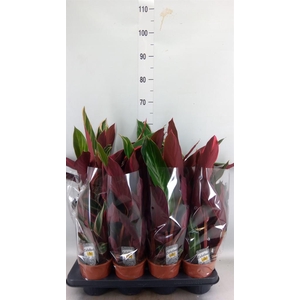 Stromanthe sanguin. 'Triostar'