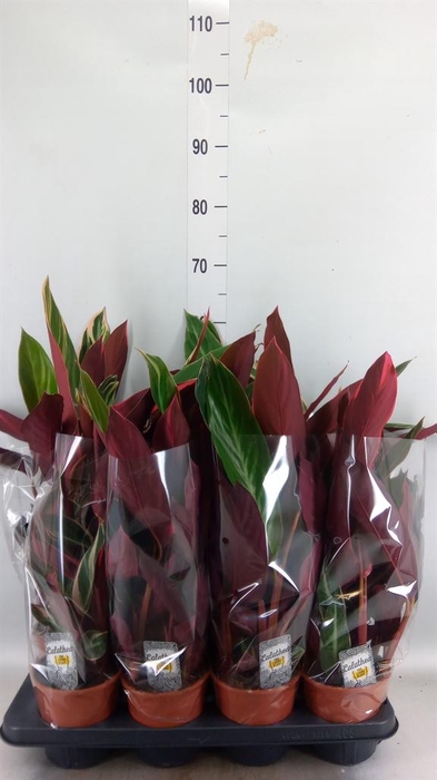 <h4>Stromanthe sanguin. 'Triostar'</h4>