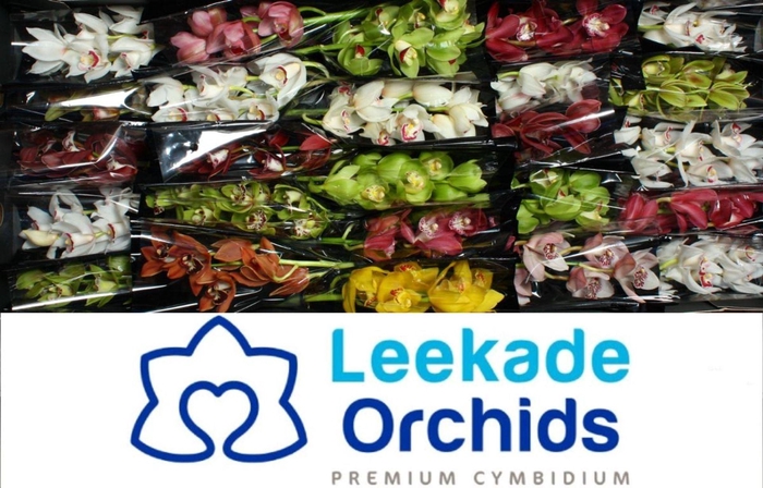 <h4>CYMB MI GEM</h4>