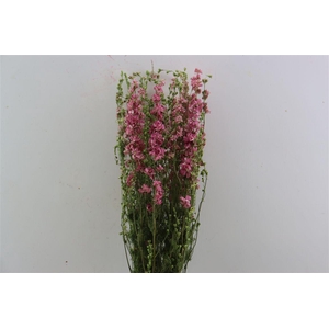 Dried Delphinium Pink Extra Bunch