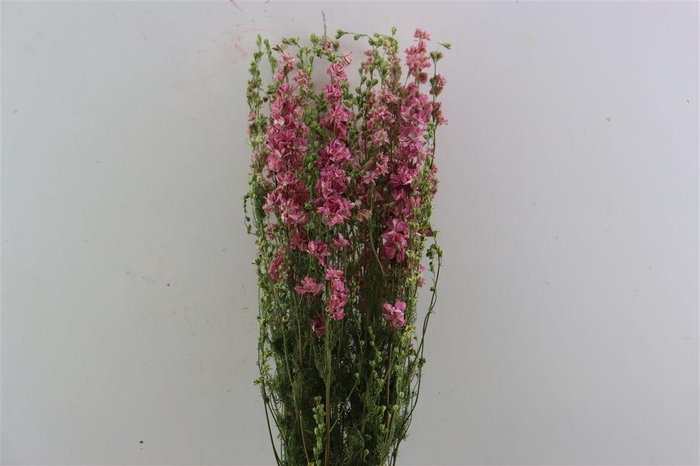 <h4>Dried Delphinium Pink Extra Bunch</h4>