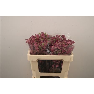 Anigozanthos Mini Pearl Pink