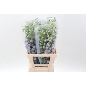 Delph Du Mag F Laven