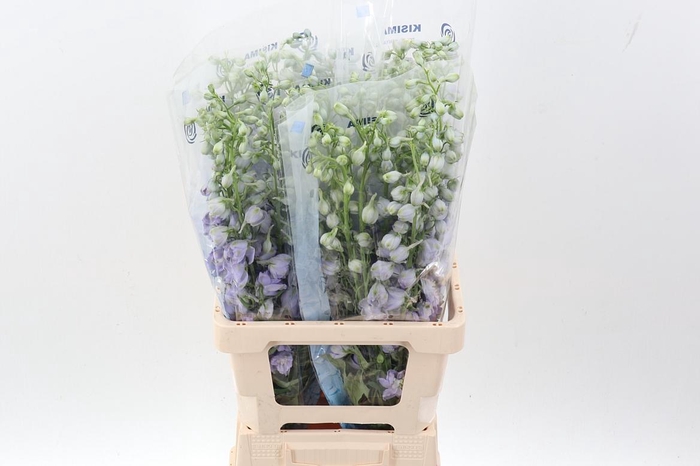 <h4>Delph Du Mag F Laven</h4>