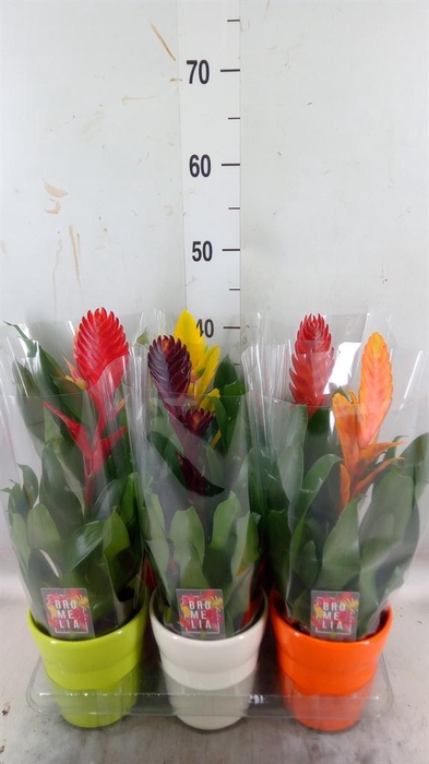 <h4>Vriesea   ...mix 6</h4>