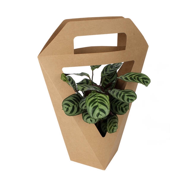 Bag Shaped carton 11x11xH33,5cm brown FSC