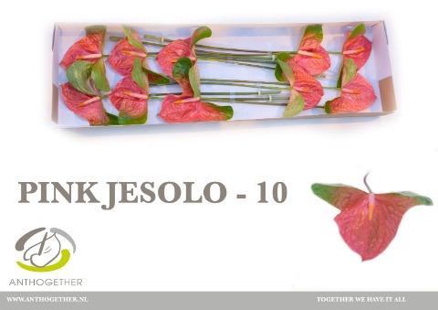 <h4>Anthurium pink jesolo</h4>