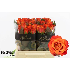 Rosa large mariyo!