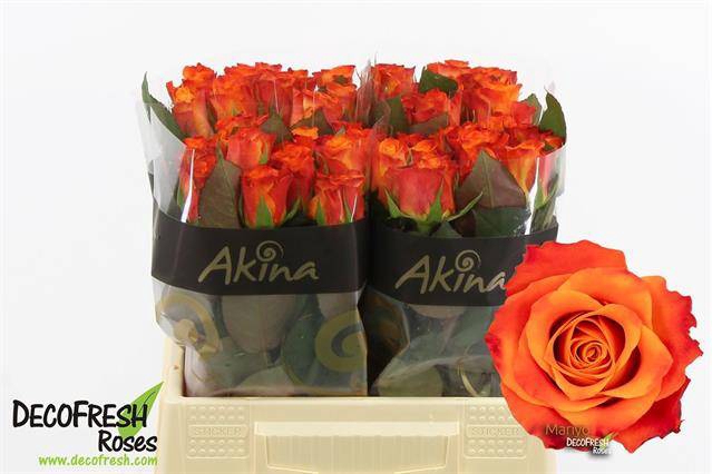 <h4>Rosa large mariyo!</h4>