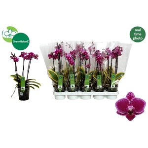 PHAL MF MAGIC LEAF
