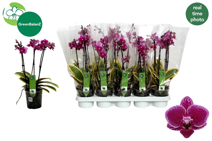 <h4>PHAL MF MAGIC LEAF</h4>