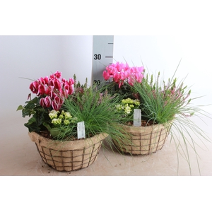ARR TUINPLANTEN