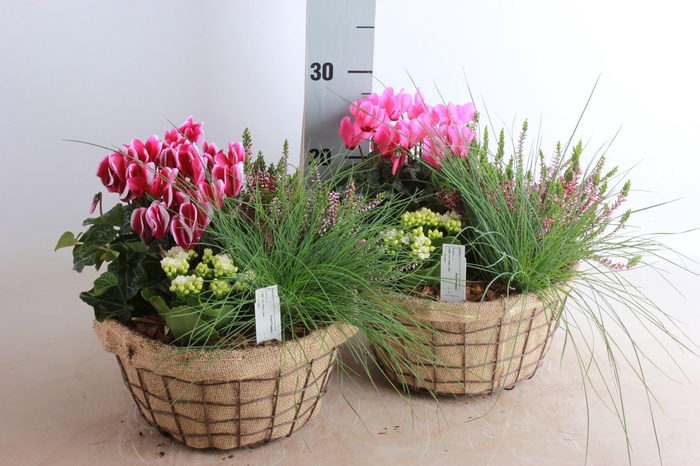 <h4>ARR TUINPLANTEN</h4>