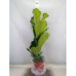 Ficus lyrata