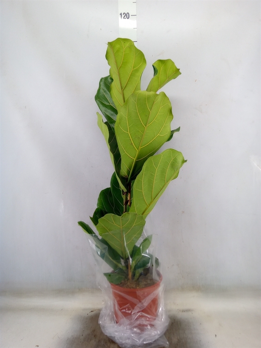 <h4>Ficus lyrata</h4>