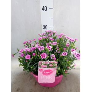 Dianthus  'Pink Kisses'