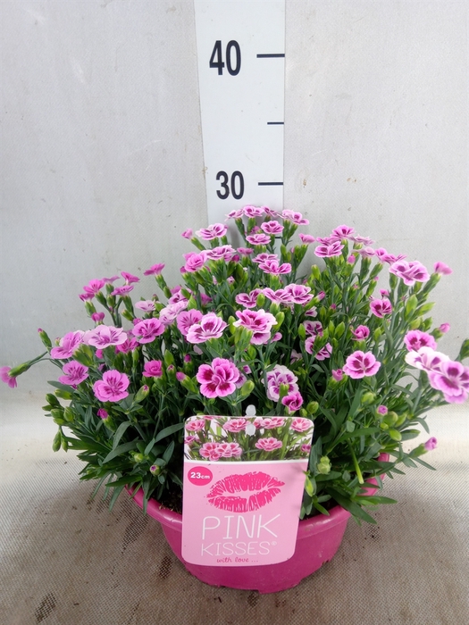 <h4>Dianthus  'Pink Kisses'</h4>