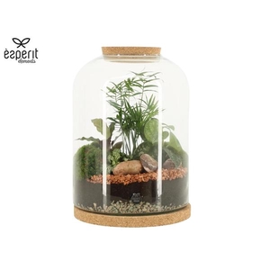 Arrangementen kamerplanten H%