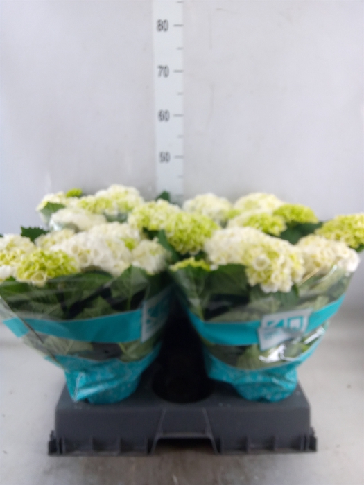 <h4>Hydrangea mac. 'Hi Ice'</h4>