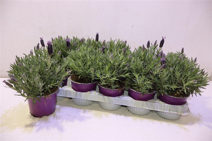 <h4>Lavan Stoechas</h4>