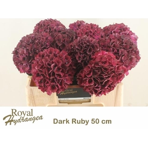HYDR M MAG DARK RUBY