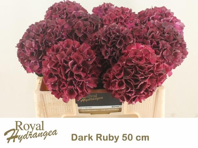 <h4>HYDR M MAG DARK RUBY</h4>