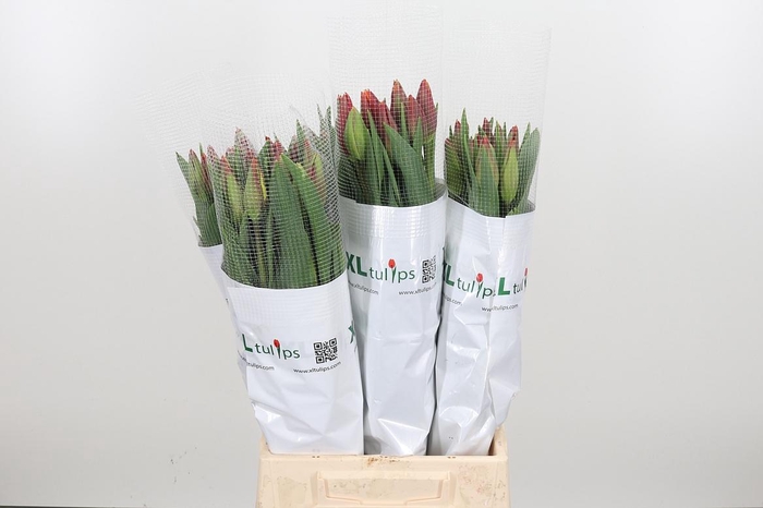 <h4>Tu En Tarzan</h4>