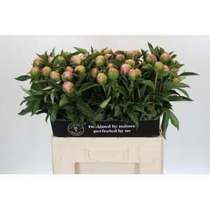 Paeonia Monsieur Jules Elie