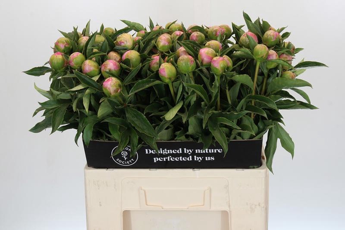 <h4>Paeonia Monsieur Jules Elie</h4>