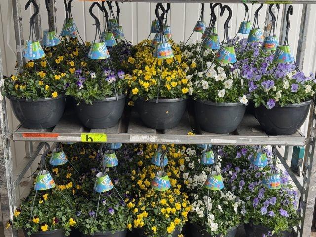 <h4>VIO CO END GEM</h4>